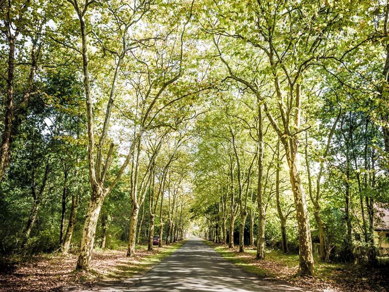 Location salle La Teste-de-Buch (Gironde) - Domaine de la Forge #18