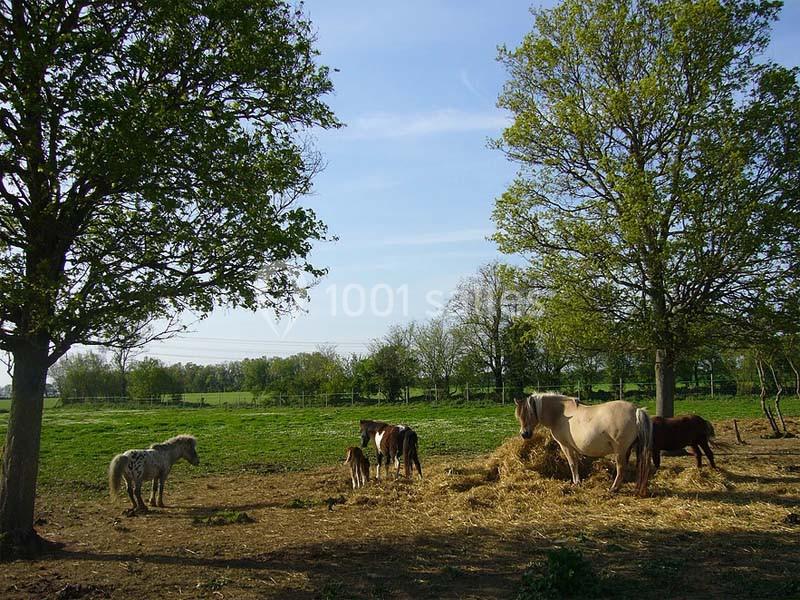 Chevaux et poneys broutant du foin dans un pré entouré d'arbres par une journée ensoleillée.