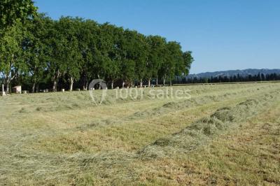 Colonne en pierre sur un socle dans un parc arboré, entourée de pelouse et d'arbres feuillus.