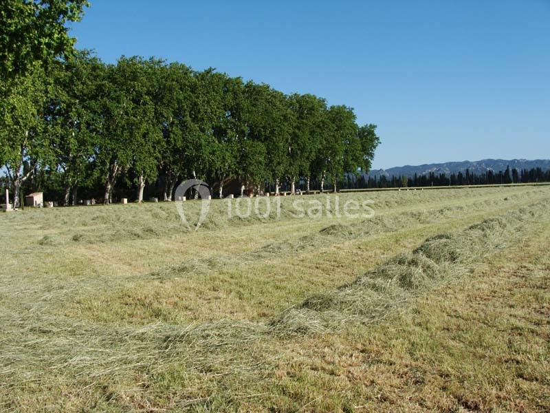 Champ de foin fraîchement coupé avec des rangées alignées, bordé d'arbres et d'un ciel dégagé en arrière-plan.