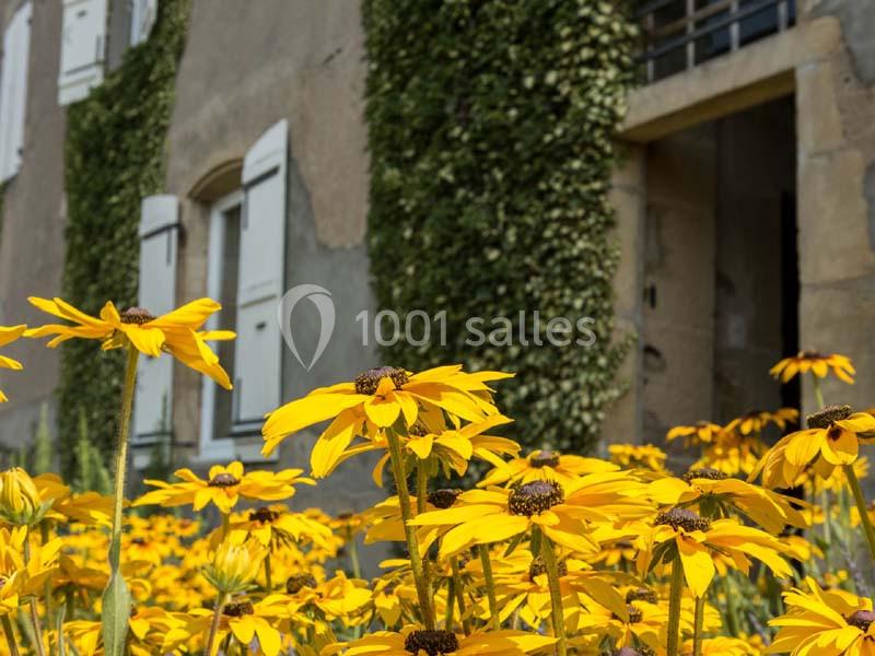 Massif de fleurs jaunes devant une façade en pierre avec volets blancs et murs partiellement recouverts de lierre.