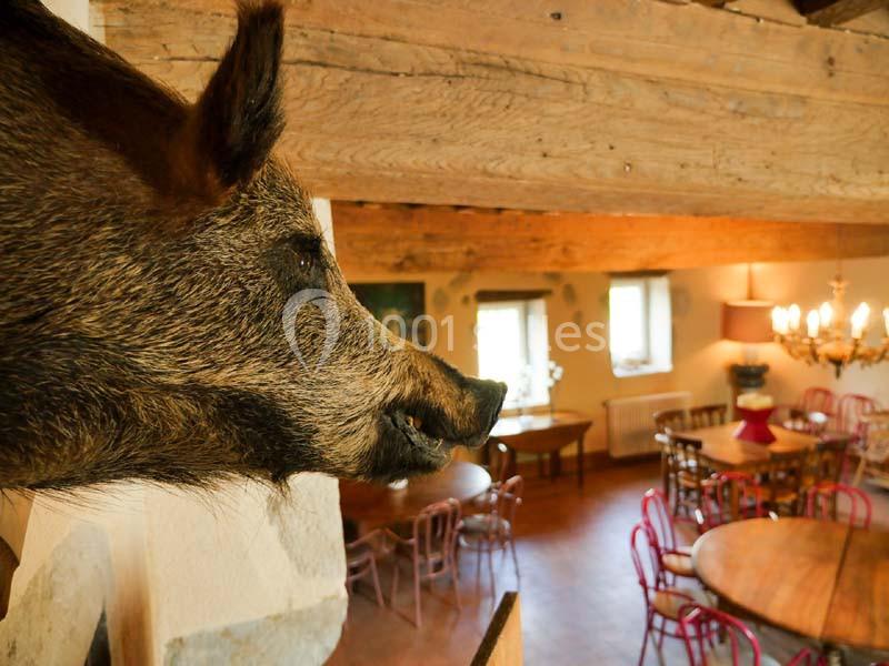 Tête de sanglier naturalisée accrochée à un mur dans une salle à manger rustique avec tables et chaises en bois.