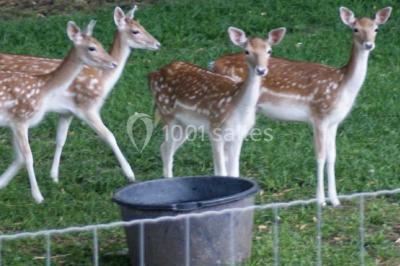 Miniature Location salle Montaigu-le-Blin (Allier) - Château La Boulaize #21 Location salle Montaigu-le-Blin (Allier) - Château La Boulaize #22