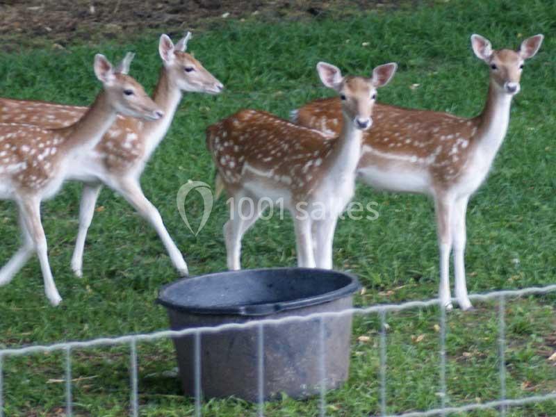 Location salle Montaigu-le-Blin (Allier) - Château La Boulaize #21