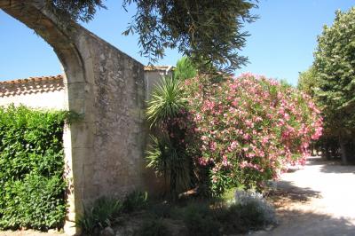 Miniature Location salle Pomérols (Hérault) - Domaine Fon de Rey #41 Piscine extérieure entourée de chaises longues, de végétation luxuriante et de grands arbres sous un ciel bleu.