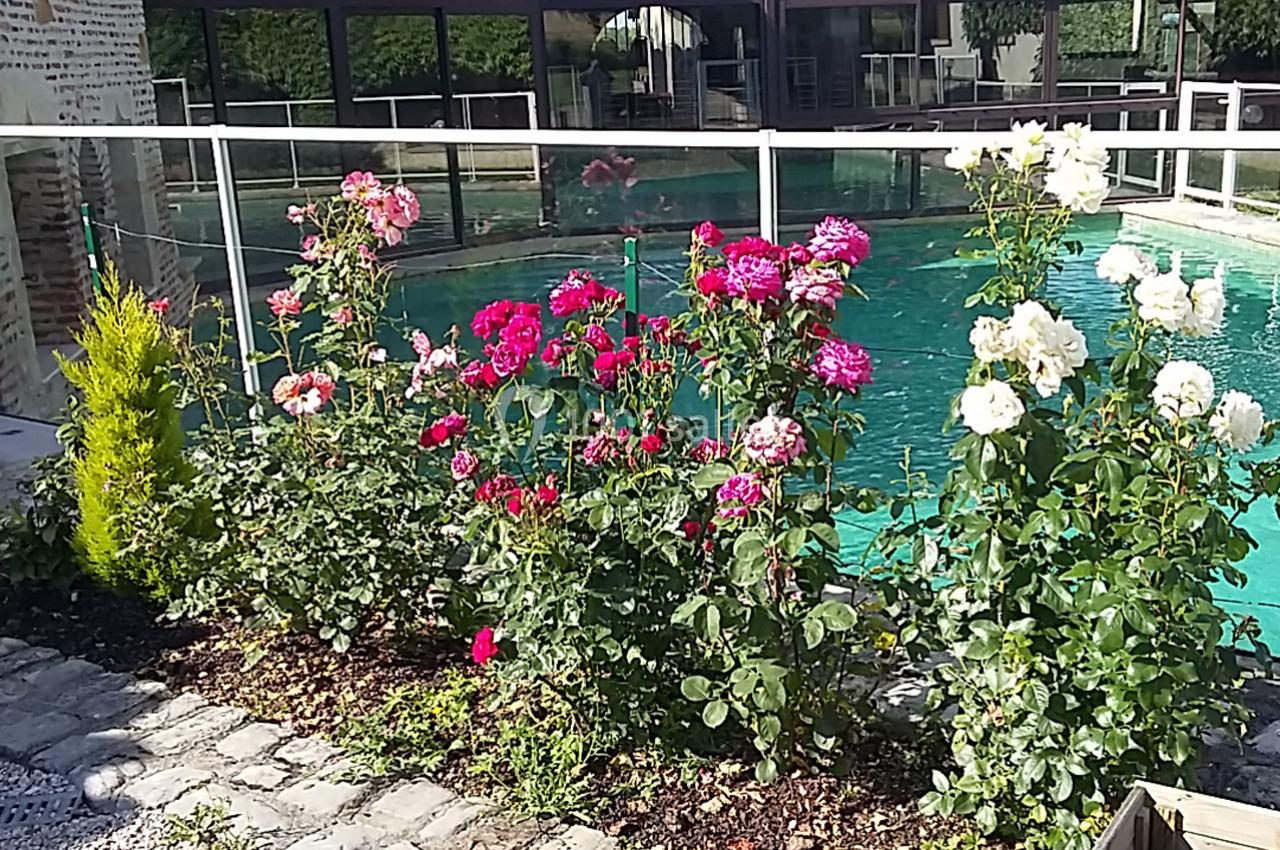 Massif de rosiers colorés en fleurs bordant une piscine entourée de dalles et d'une barrière vitrée.