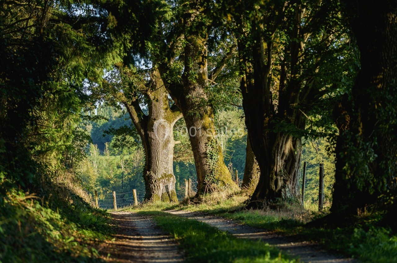 Chemin de terre bordé d'arbres imposants dans un paysage verdoyant sous une lumière douce.