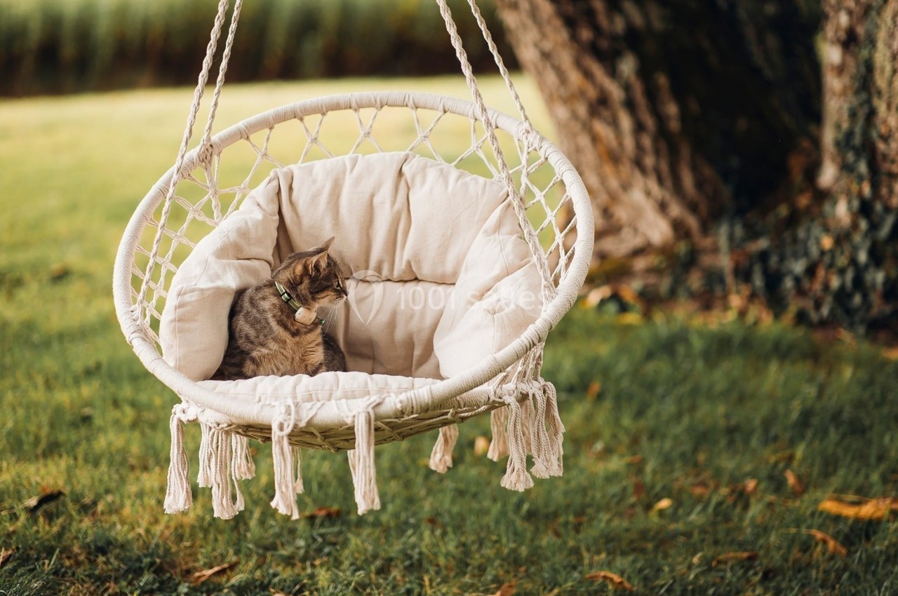 Un chat assis dans un fauteuil suspendu en corde, installé dans un jardin verdoyant.