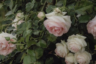Miniature Location salle Châtonnay (Isère) - Domaine de Chatonnay #197 Roses blanches et roses pâles en pleine floraison sur un buisson dense de feuilles vertes.