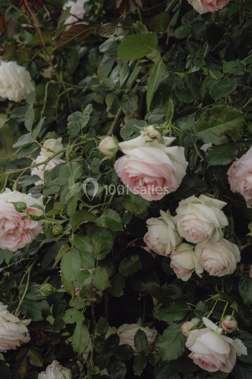 Roses blanches et roses pâles en pleine floraison sur un buisson dense de feuilles vertes.