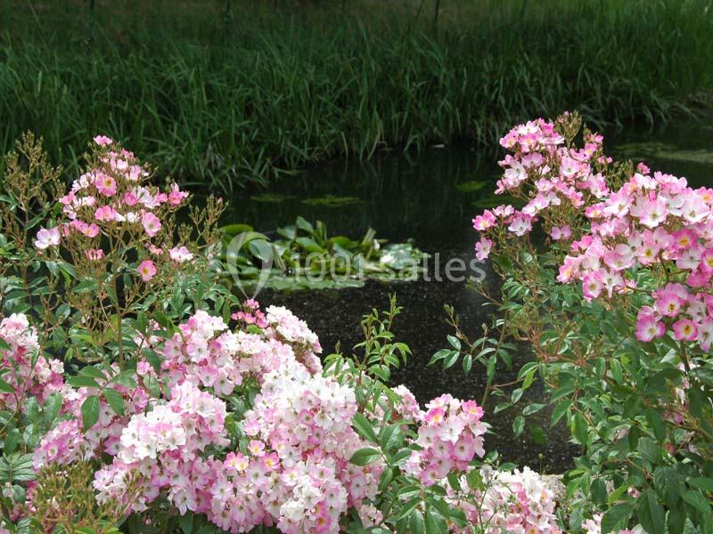 Location salle Saint-Pourçain-sur-Besbre (Allier) - Château de Beauvoir #16