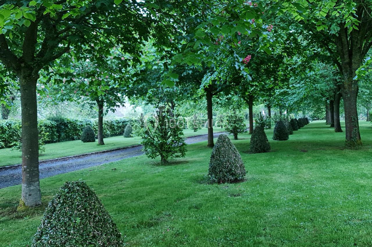 Allée bordée d'arbres et de buissons taillés, entourée d'une pelouse verte dans un parc.