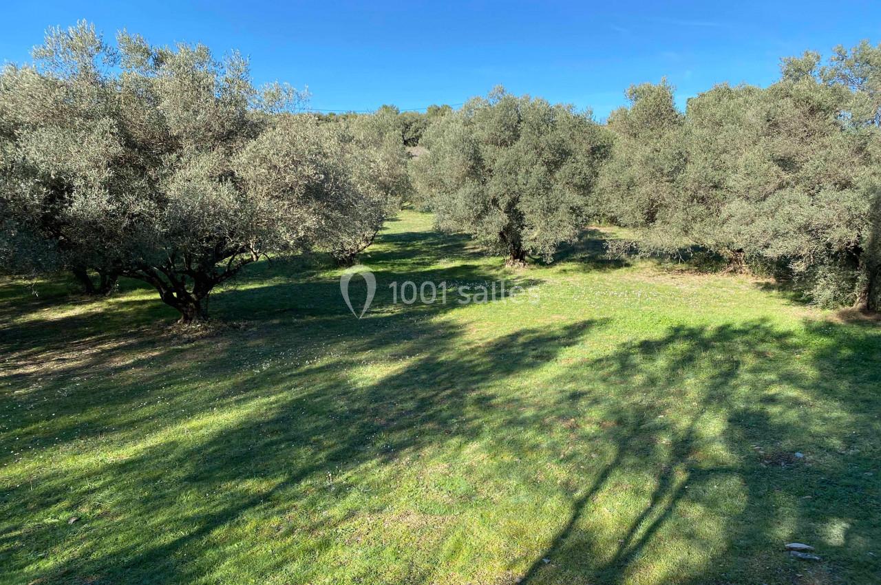 Champ d'oliviers sous un ciel bleu, avec des ombres d'arbres projetées sur l'herbe verte.