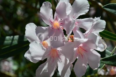 Location salle Bessan (Hérault) - Château de Saint Louis #12