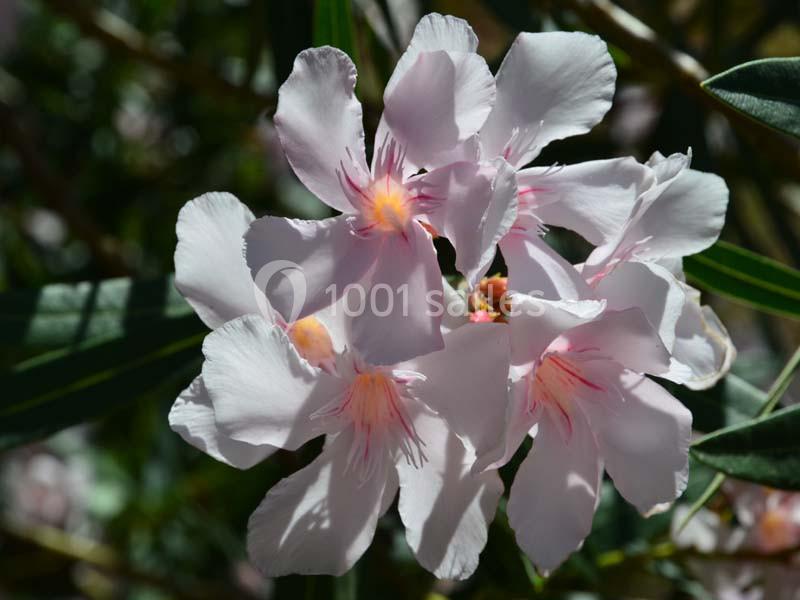 Location salle Bessan (Hérault) - Château de Saint Louis #10