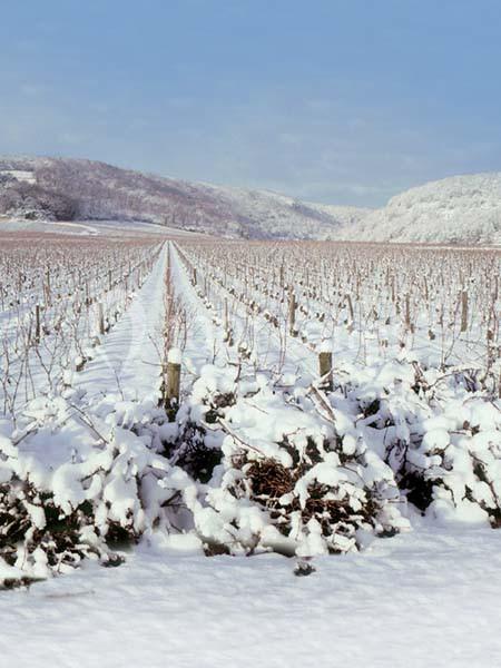 Location salle Meursault (Côte-d'Or) - Château De Meursault #19