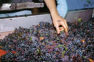 Location salle Marsannay-la-Côte (Côte-d'Or) - Château De Marsannay #24