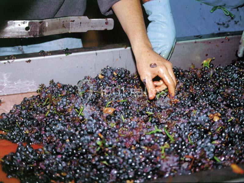 Location salle Marsannay-la-Côte (Côte-d'Or) - Château De Marsannay #8