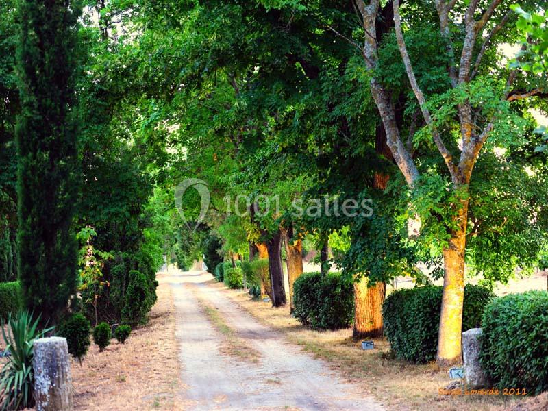 Chemin de terre bordé d'arbres et de haies verdoyantes sous une lumière douce en fin de journée.