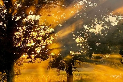 Un couple de mariés entouré de leurs témoins et demoiselles d'honneur posant en extérieur au coucher du soleil.