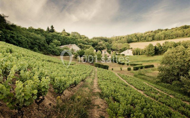 Vignes verdoyantes en pente douce avec quelques maisons entourées d'arbres sous un ciel partiellement nuageux.