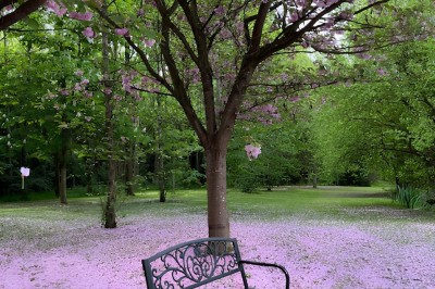 Miniature Location salle Brie-Comte-Robert (Seine-et-Marne) - Domaine de la Gillardière #23 Chambre moderne avec lit double, mur violet, grande fenêtre donnant sur un jardin et sol en carrelage gris.
