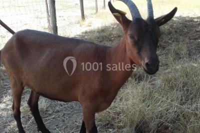 Bouteilles de jus de pomme, pot de confiture et noix disposés sur une nappe rouge à pois, avec un plat vert en arrière-plan.