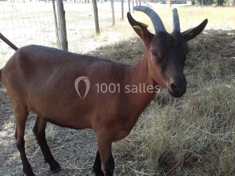 Chèvre brune aux cornes courbées debout dans un enclos herbeux entouré de clôtures en bois.