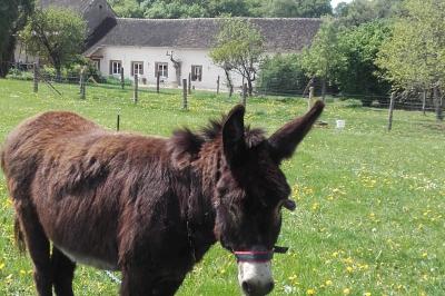 Bouteilles de jus de pomme, pot de confiture et noix disposés sur une nappe rouge à pois, avec un plat vert en arrière-plan.