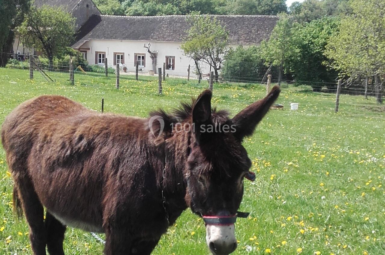 Un âne brun dans un pré fleuri, avec une maison en arrière-plan et des arbres environnants.