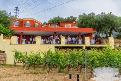 Un groupe de personnes discute au milieu d'un vignoble verdoyant par une journée ensoleillée.