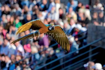 Miniature Location salle Villars-les-Dombes (Ain) - Le Parc Des Oiseaux #9 Location salle Villars-les-Dombes (Ain) - Le Parc Des Oiseaux #12