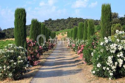 Location salle Camélas (Pyrénées-Orientales) - Domaine Bellavista #13
