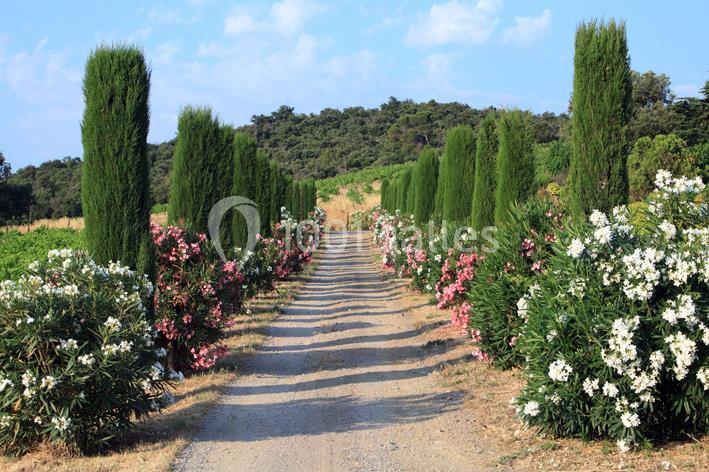 Location salle Camélas (Pyrénées-Orientales) - Domaine Bellavista #12