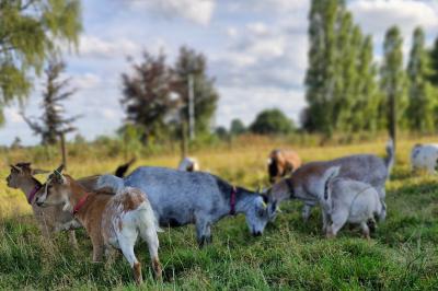 Des chèvres broutent de l'herbe dans un pré verdoyant, entourées d'arbres et d'une clôture en arrière-plan.