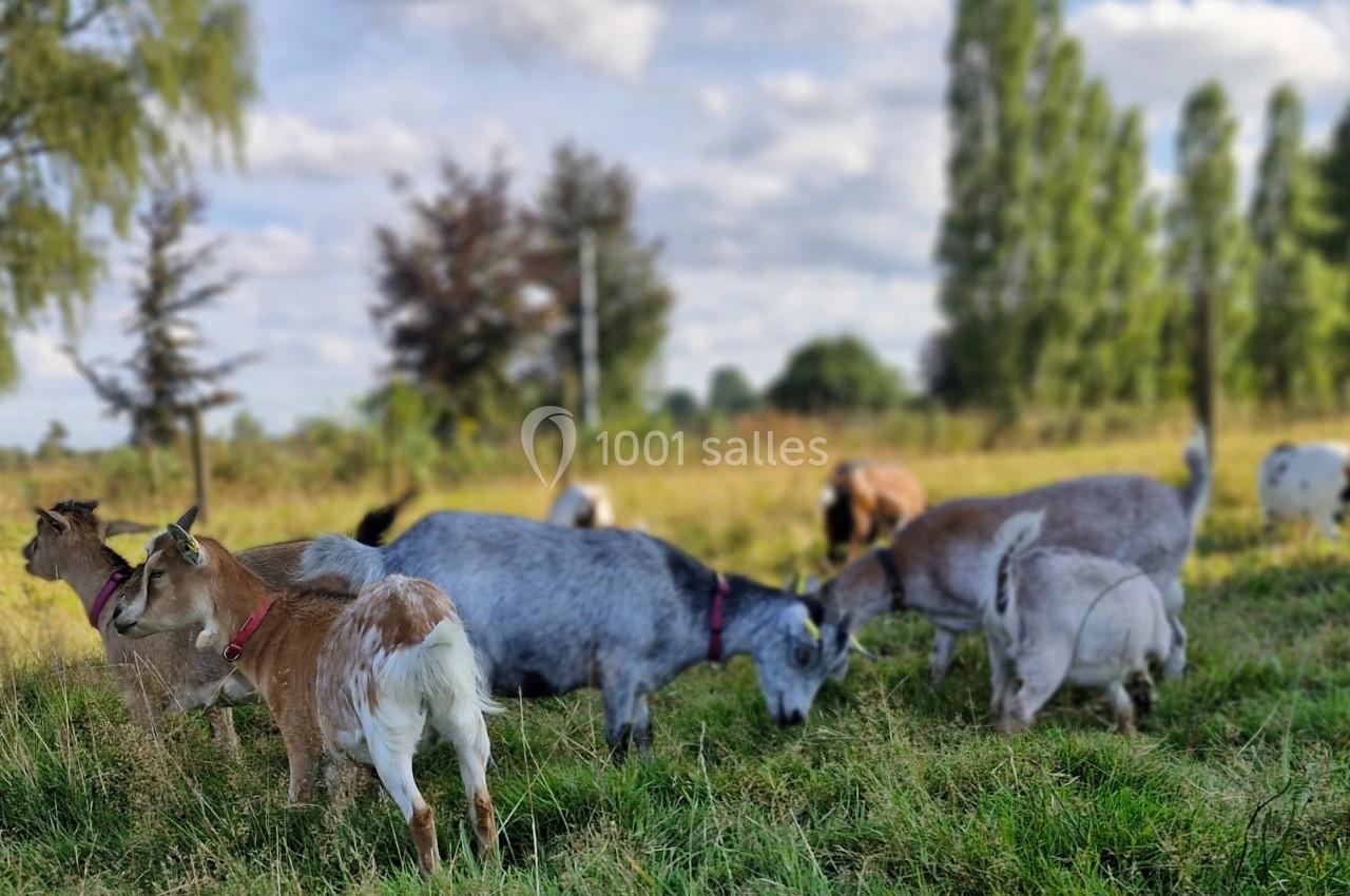 Des chèvres broutent de l'herbe dans un pré verdoyant, entourées d'arbres et d'une clôture en arrière-plan.