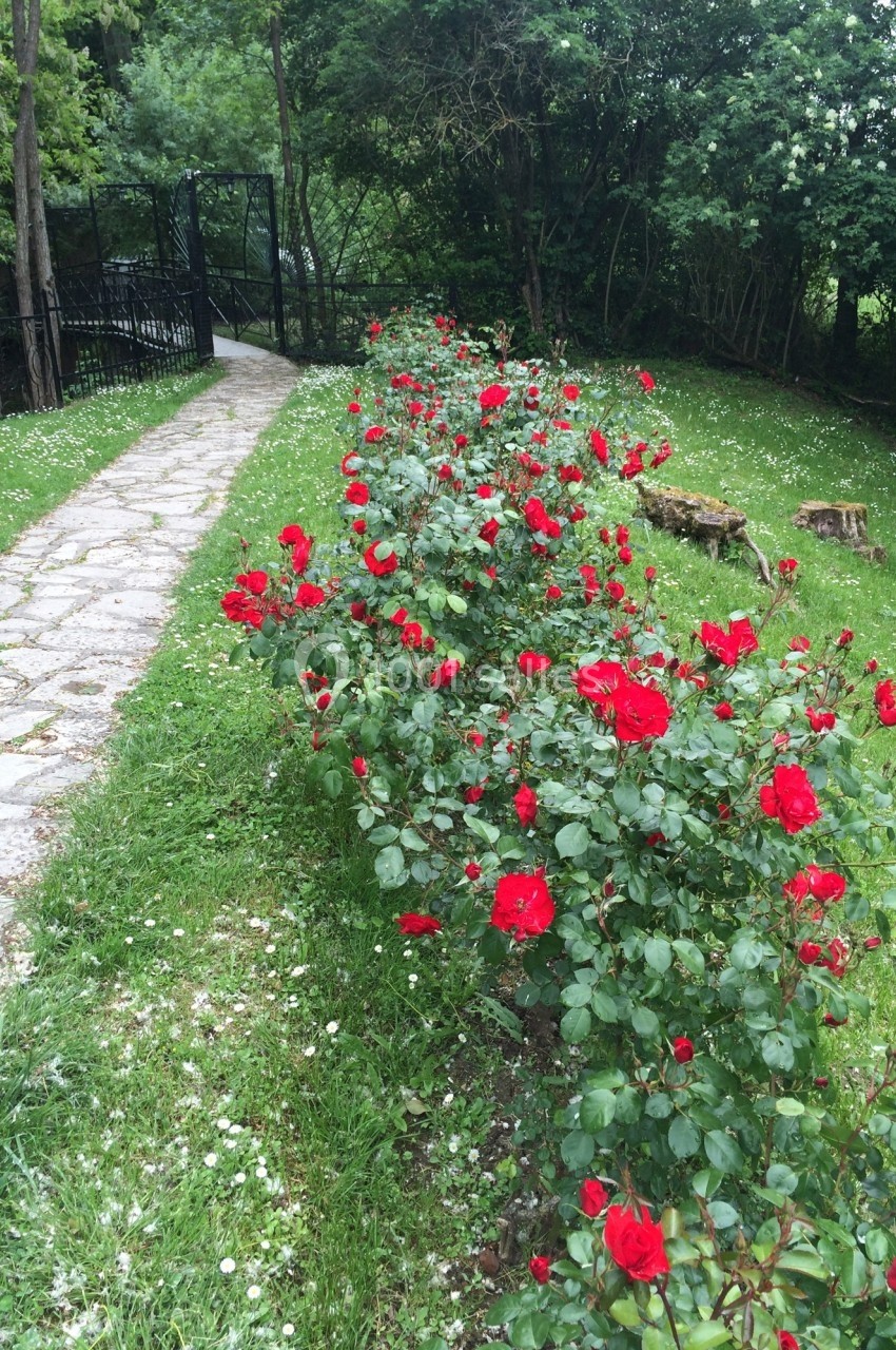 Massif de rosiers rouges bordant un chemin pavé dans un jardin verdoyant.