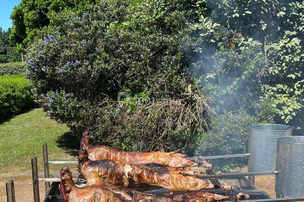 Trois porcs entiers rôtissant sur des broches au-dessus d'un feu, dans un jardin verdoyant par une journée ensoleillée.