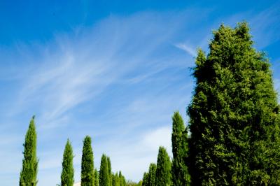 Salle avec de grandes presses anciennes en bois et une longue table dressée pour un repas.