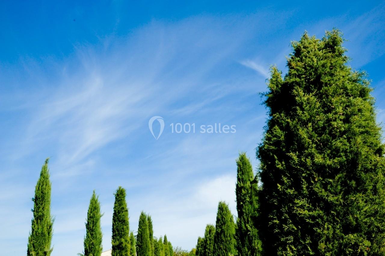 Chemin de terre bordé de cyprès sous un ciel bleu dégagé.