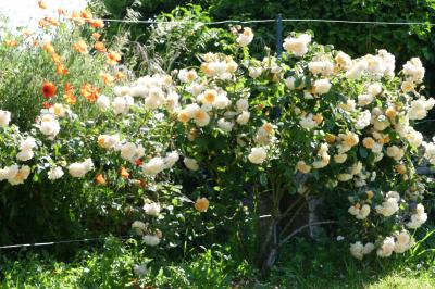 Un couple marche dans le jardin d'un château ancien entouré de verdure par une journée ensoleillée.