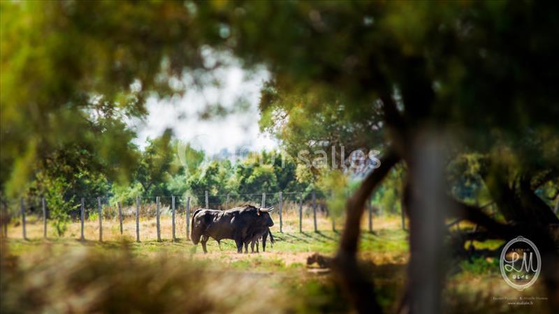 Location salle Fleury (Aude) - Manade Marge Domaine de la Batisse #22