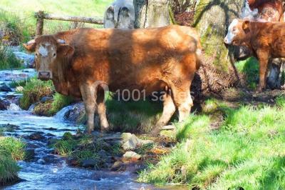 Location salle Lamure-sur-Azergues (Rhône) - Château De Pramenoux #23