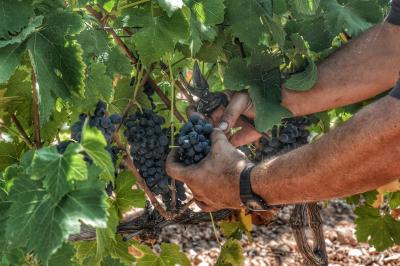 Location salle Aumelas (Hérault) - Le Clos de l'Amandaie #35