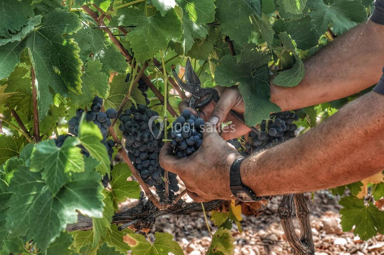 Location salle Aumelas (Hérault) - Le Clos de l'Amandaie #31