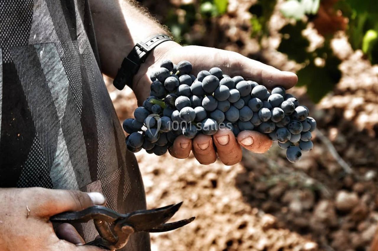 Location salle Aumelas (Hérault) - Le Clos de l'Amandaie #32