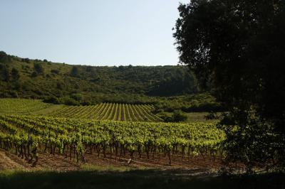 Location salle Aumelas (Hérault) - Le Clos de l'Amandaie #35